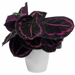 Calathea Surprise Star