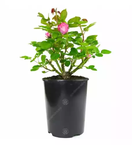 Potted Rose - Pink