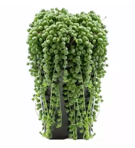 Senecio Rowleyanus - 20-30cm (Incl. Pot)