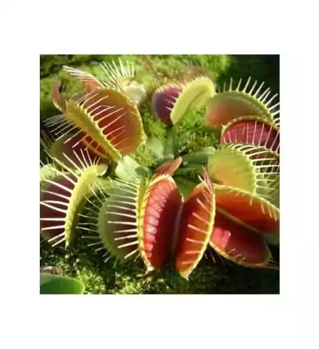 Venus Fly Trap (Dionaea Muscipula)