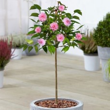 Camellia Spring Festival Patio Tree - 70-80cm (Incl. Pot)