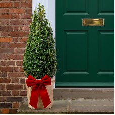 Festive Wrapped Buxus Pyramid Topiary Outdoor Tree Gift 40-50cm