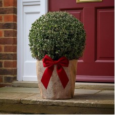 Festive Wrapped Buxus Topiary Ball Outdoor Plant Gift 30cm