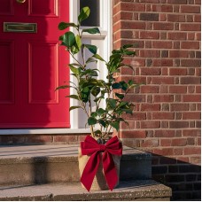 Festive Wrapped Camellia Outdoor Plant Gift 50-70cm