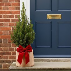 Festive Wrapped Outdoor Picea Tree Gift (1-2ft)