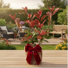 Festive Wrapped Photinia Outdoor Plant Gift 30-40cm
