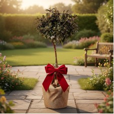 Festive Wrapped Red Azalea Outdoor Patio Tree Gift 2-3ft