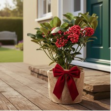 Festive Wrapped Skimmia Redruth Outdoor Plant Gift 40-50cm