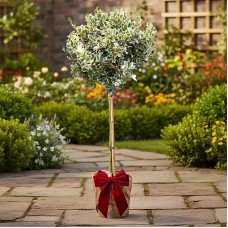 Festive Wrapped Variegated Holly Outdoor Patio Tree Gift 3-4ft