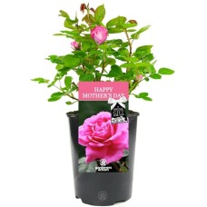Happy Mothers Day Rose - Gift for Mum