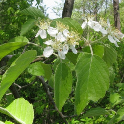 Malus Tschonoskii Tree Malus Tschonoskii Tree