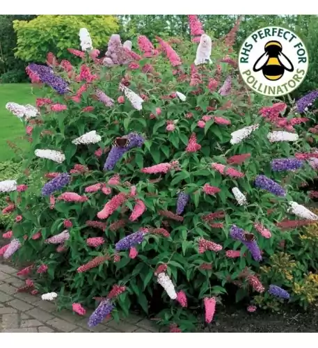 Buddleia Bush Tricolour Butterfly Mixed Colours