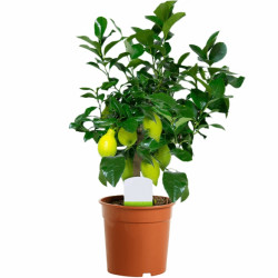 Citrus Lemon In 12Cm Pot Citrus Lemon In 12Cm Pot