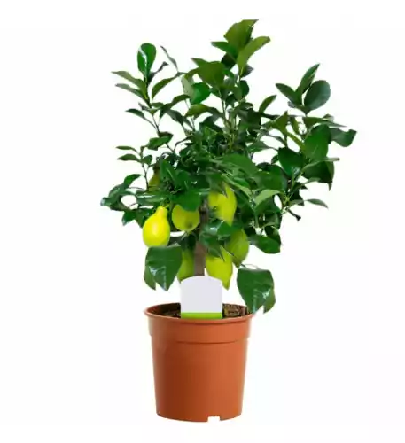 Citrus Lemon In 12Cm Pot