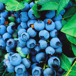 9cm Blueberry Bluecrop Plant - Grow Your Own Bushes