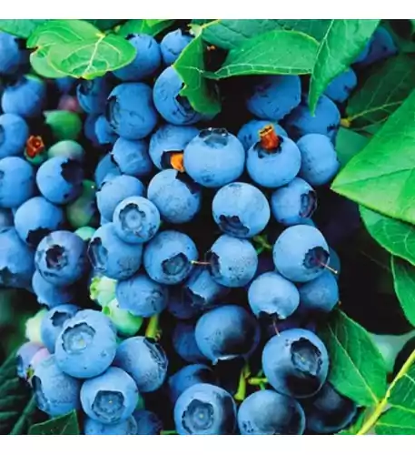 9cm Blueberry Bluecrop Plant - Grow Your Own Bushes