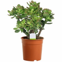 Crassula Ovata Friendship Tree In 12Cm Pot