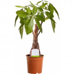 Pachira Aquatica In 12Cm Pot