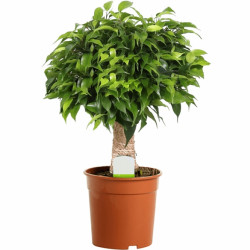 Ficus Dark Green Kinky Stem In 12Cm Pot