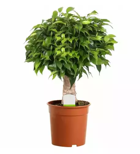 Ficus Dark Green Kinky Stem In 12Cm Pot