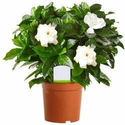 Gardenia Jasminoides In 12Cm Pot