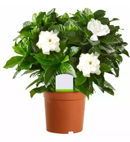 Gardenia Jasminoides In 12Cm Pot