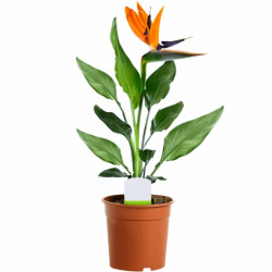 Strelitzia In 12Cm Pot