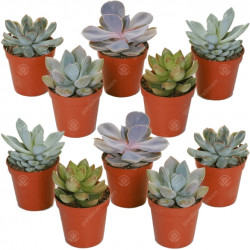 Echeveria Mixed House Plants X 10