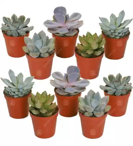 Echeveria Mixed House Plants X 10