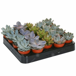 Echeveria Mixed House Plants X 20