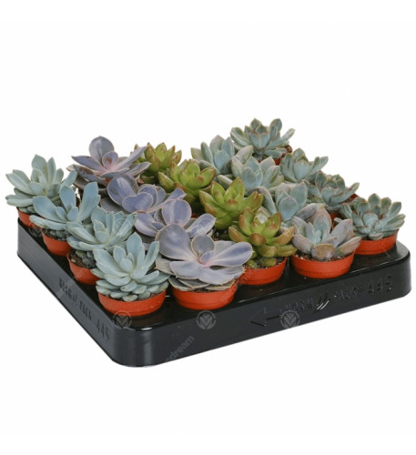 Echeveria Mixed House Plants X 20