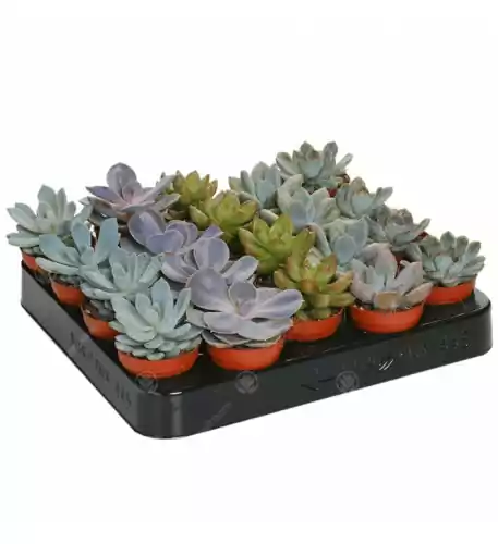 Echeveria Mixed House Plants X 20