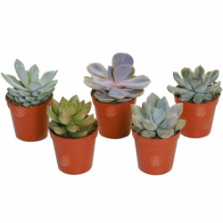 Echeveria Mixed House Plants X 5