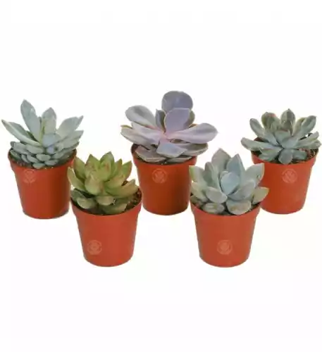 Echeveria Mixed House Plants X 5