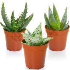 Aloe Vera Mixed House Plants X 3