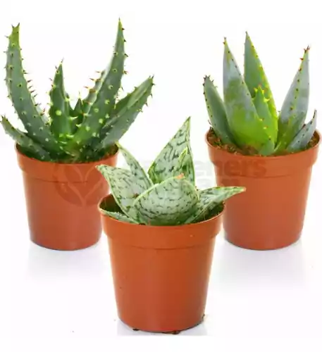 Aloe Vera Mixed House Plants X 3