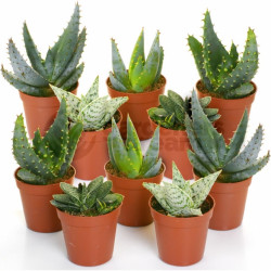 Aloe Vera Mixed House Plants X 10