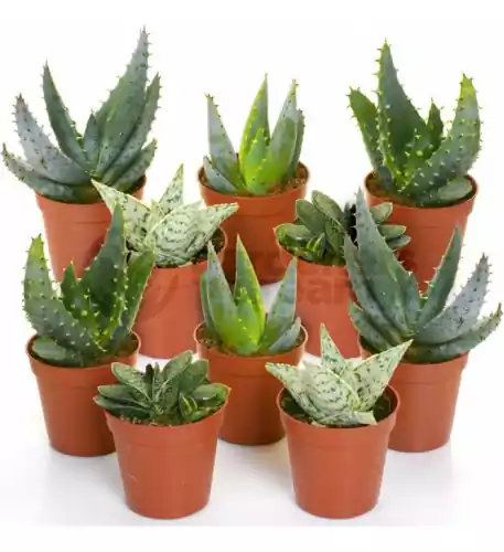 Aloe Vera Mixed House Plants X 10