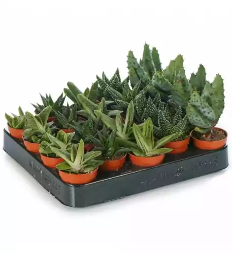Aloe Vera Mixed House Plants X 20