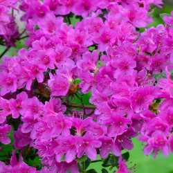 Azalea Japonica Purple