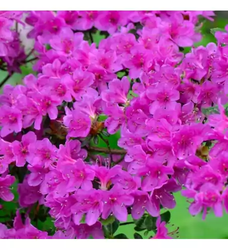 Azalea Japonica Purple