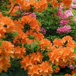 Azalea Japonica Orange