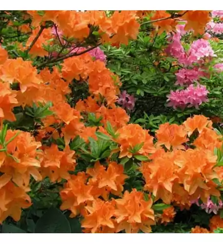 Azalea Japonica Orange