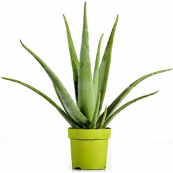 Aloe Vera Barbadensis