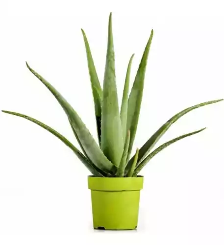 Aloe Vera Barbadensis