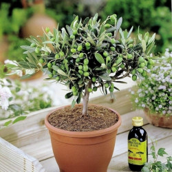 Olea Europea Common Olive Tree Evergreen Growing Food Hardy