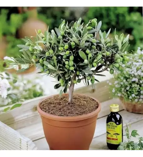 Olea Europea Common Olive Tree Evergreen Growing Food Hardy