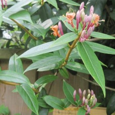 Lonicera henryi Henrys Honeysuckle