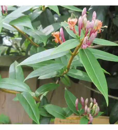 Lonicera henryi Henrys Honeysuckle