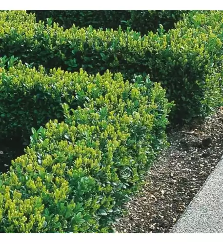 Buxus Sempervirens - Box Hedging Plant (9cm)